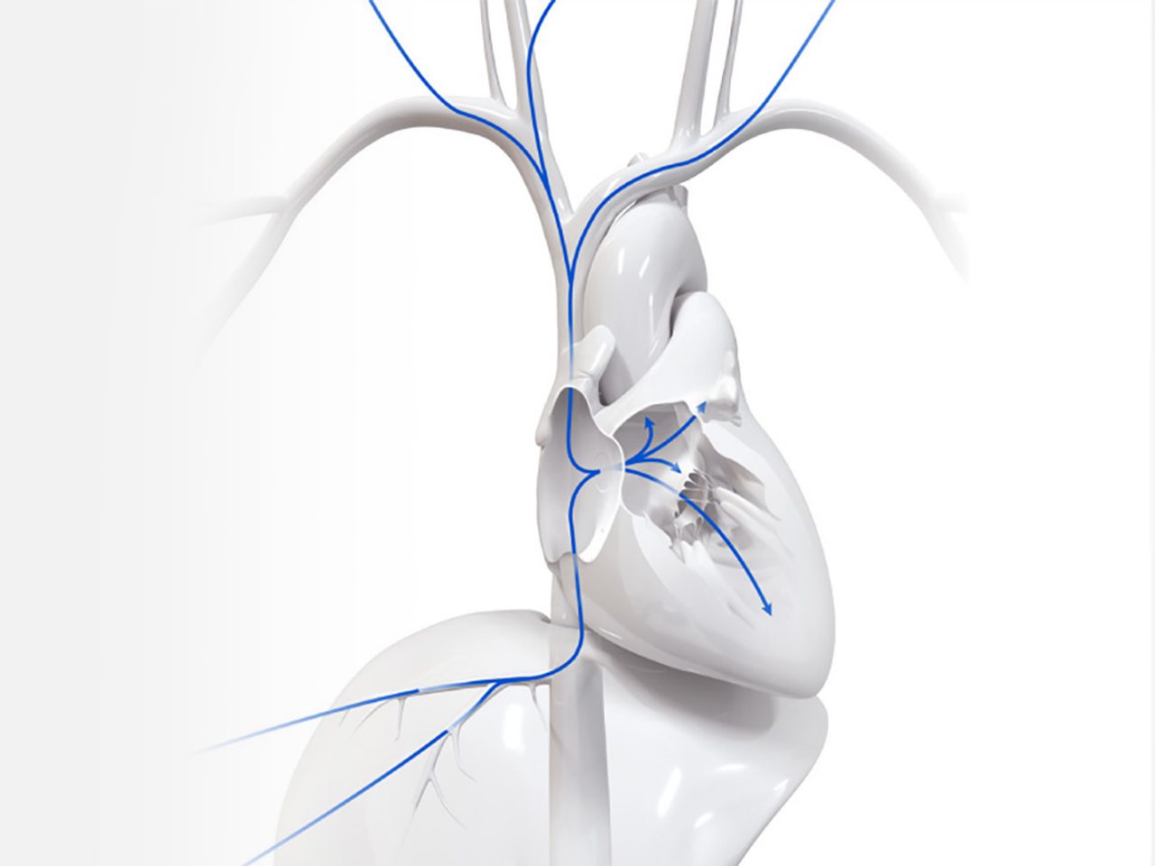 Diagram illustrating transhepatic, subclavian, and jugular venous access to the heart.