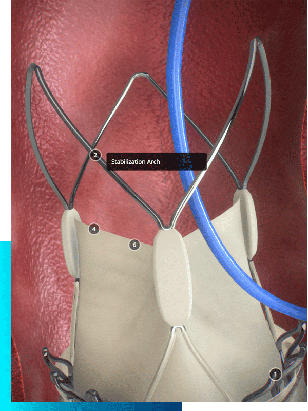 ACURATE neo2 3D online tool