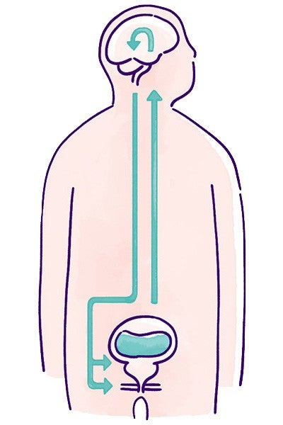 排尿の仕組み
