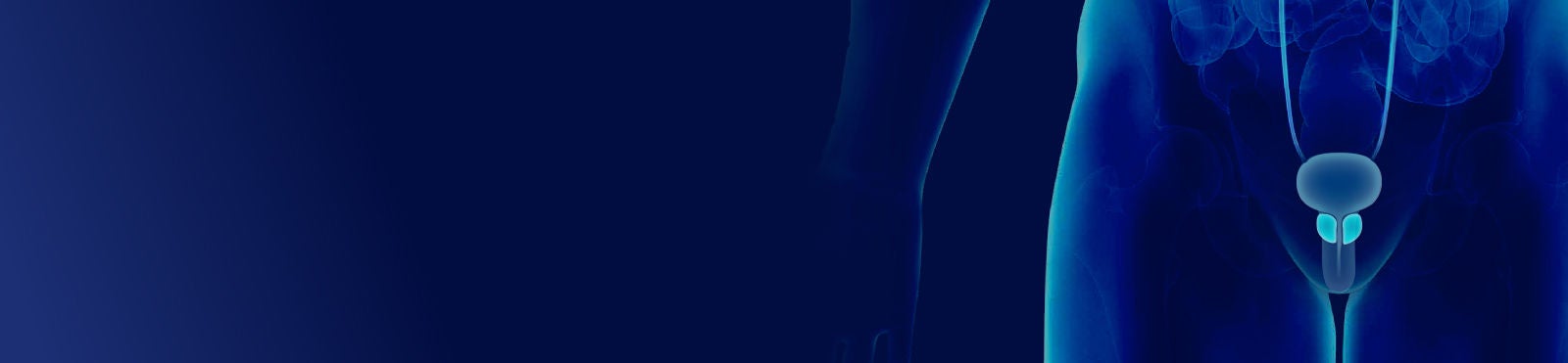 Body with prostate highlighted