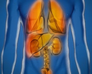 illustrated mid-section of body showing organs.