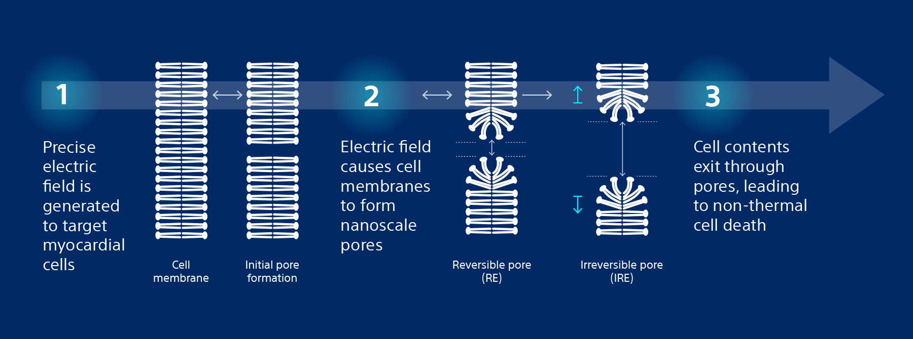 Electroporation diagram showing electric fields creating membrane pores leading to non-thermal cell death.