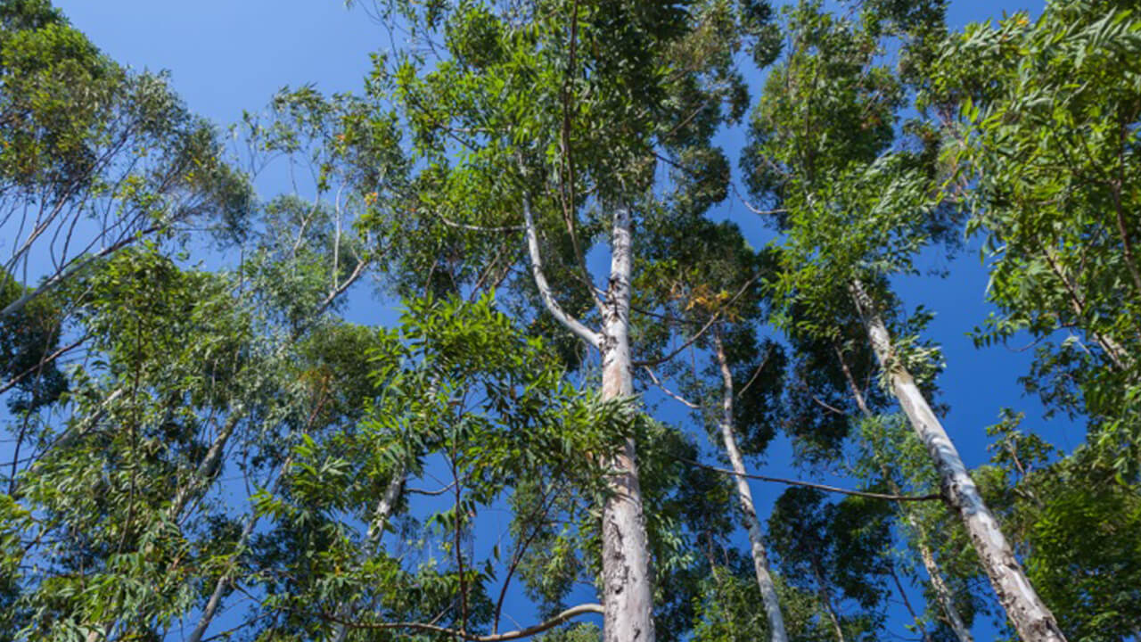 Upward view of trees against clear blue sky.