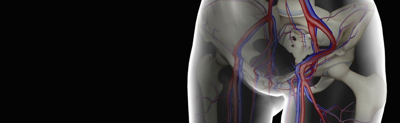 Visualization of veins in human hips
