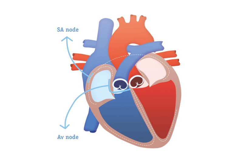 thumb_Heart_Anatomy.jpg