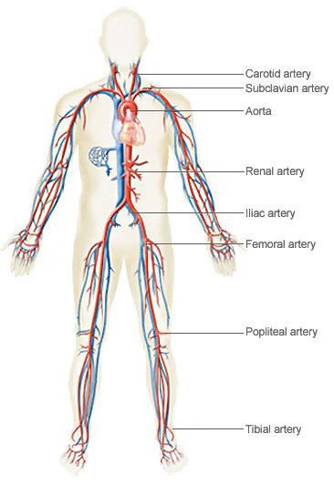 Aorta Artery In Leg