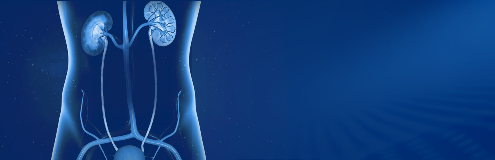 Blue illustration of body organs, focused on Kidneys. 