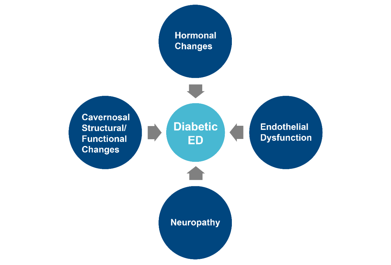 Hormonal changes -> Diabetic ED | cavernosal structural/functional changes -> Diabetic ED | endothelial dysfunction -> Diabetic ED | neuropathy -> Diabetic ED