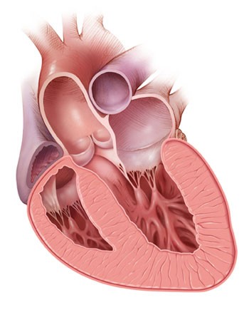 Illustration of a cross section of a heart.
