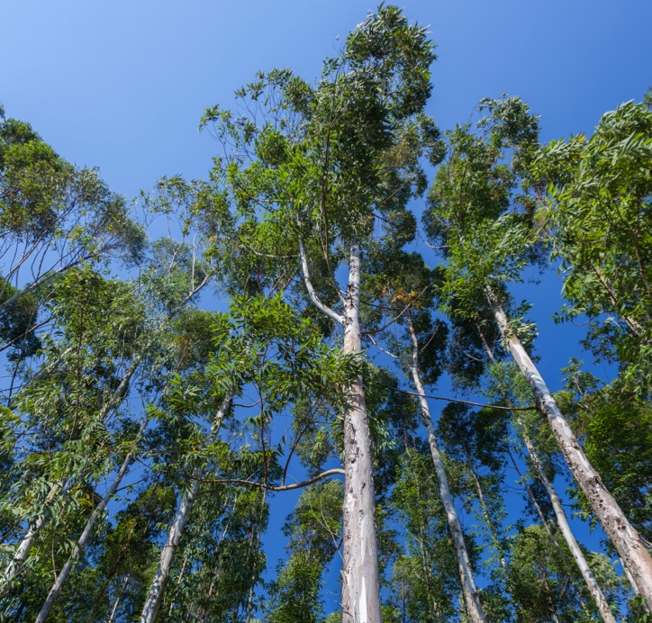 View looking up at tall trees with green leaves against blue sky.