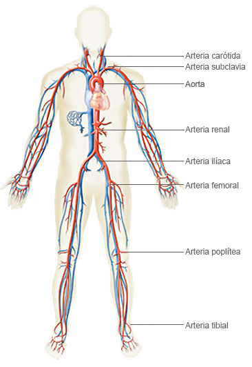 Arterias Cuerpo Humano Español