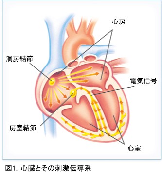 心臓自体のペースメーカ