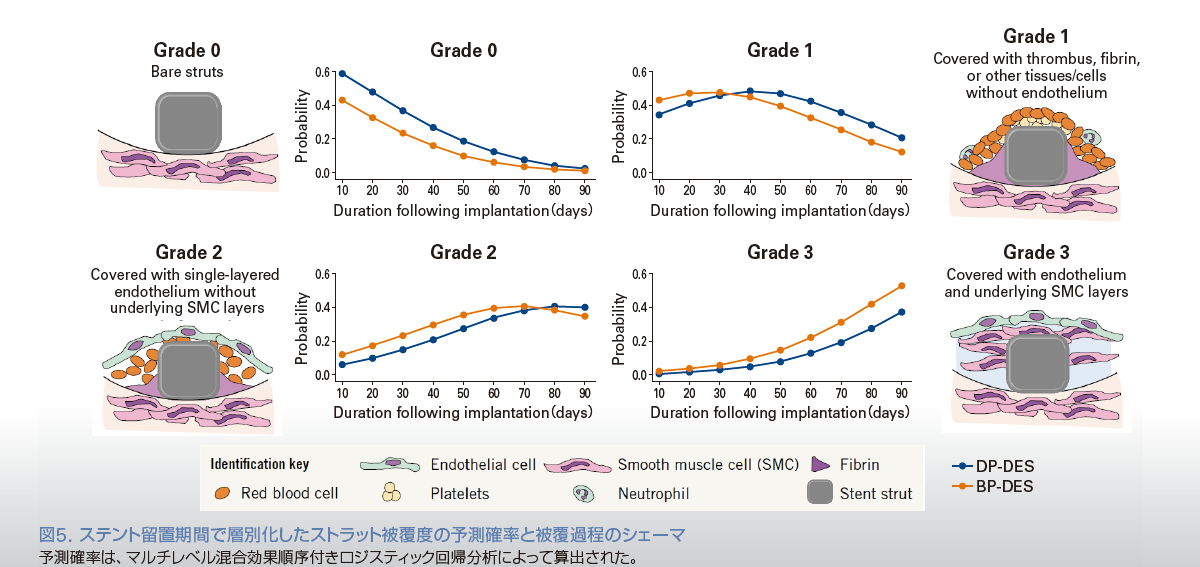 図5. ステント留置期間で層別化したストラット被覆度の予測確率と被覆過程のシェーマ