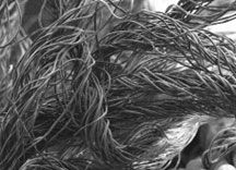 Fibered for Thrombogenicity Power